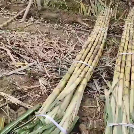 广州黄皮甘蔗