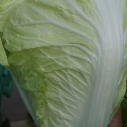 通许县河南开封大白菜