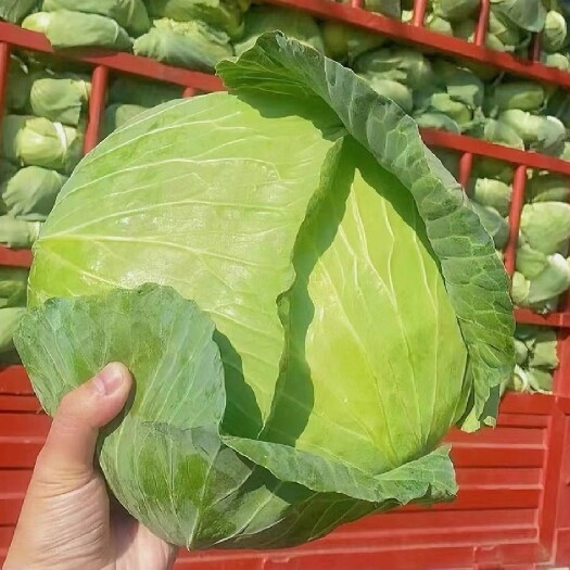 仙桃市湖北本地 优质甘蓝圆包菜  一手货源全国供应 量大价优