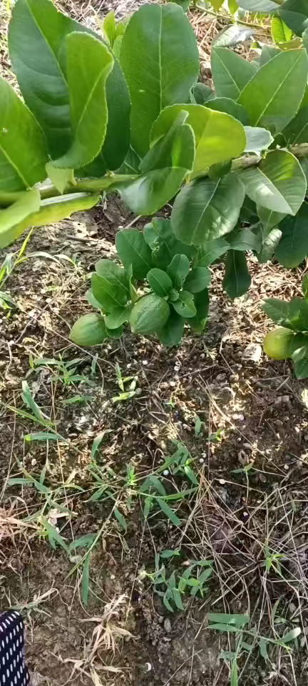 香水柠檬，大量现货，一级果，二级果，无籽！