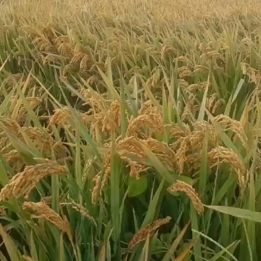 扬粳糯2号1000吨左右