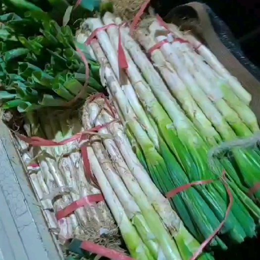 安丘市铁杆大葱