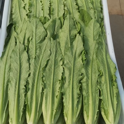 邯郸精品有卖大量上市    全部都是几毛钱