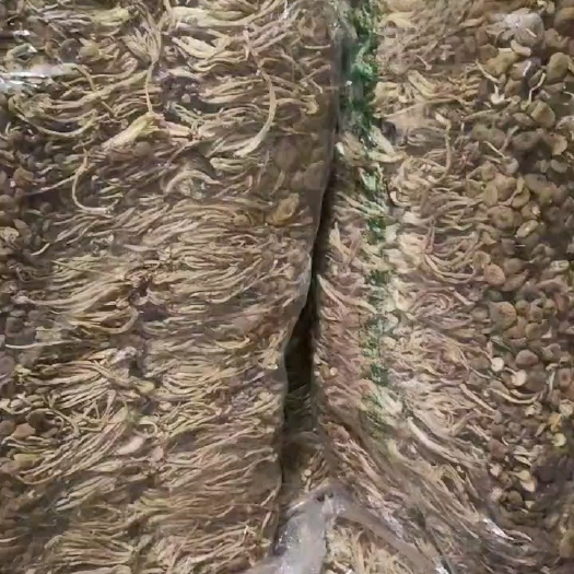 古田县茶树菇