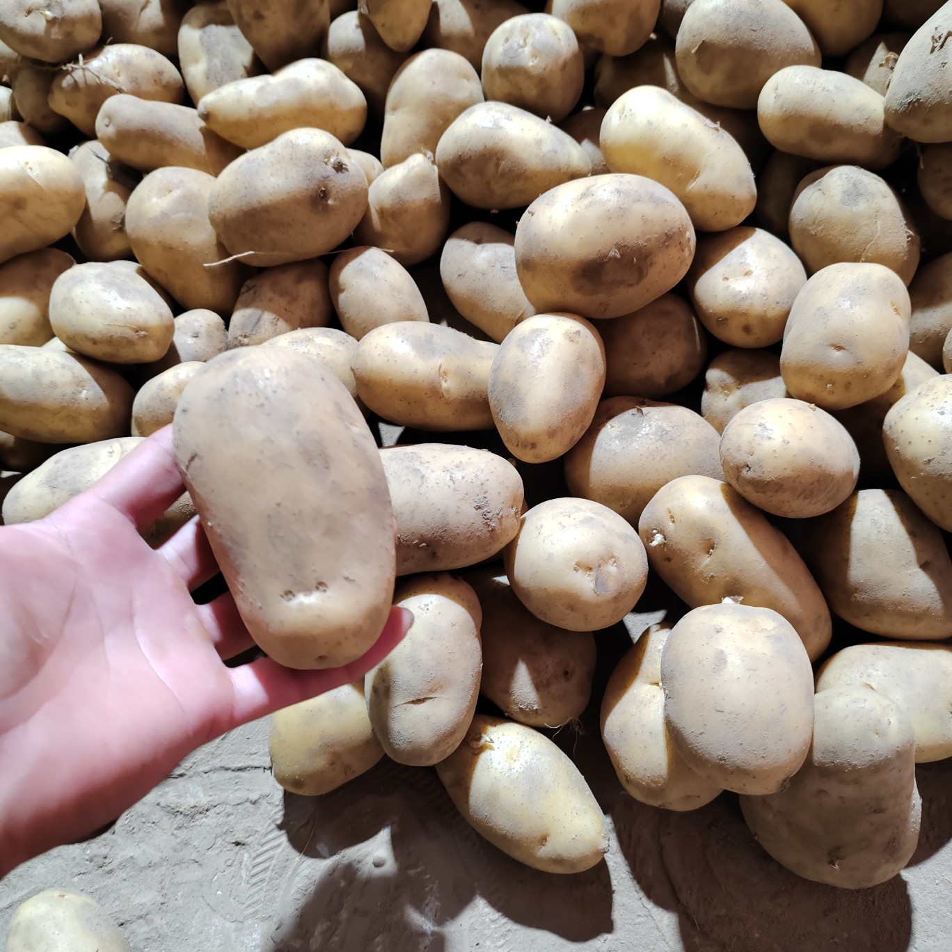 滕州市荷兰十五秋季土豆种子