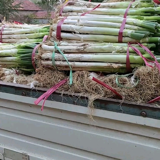 安丘市铁杆大葱