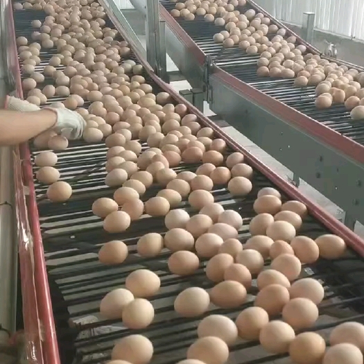 开封河南普粉黄心30~37码鸡蛋每天2挂