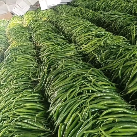 费县新鲜辣椒