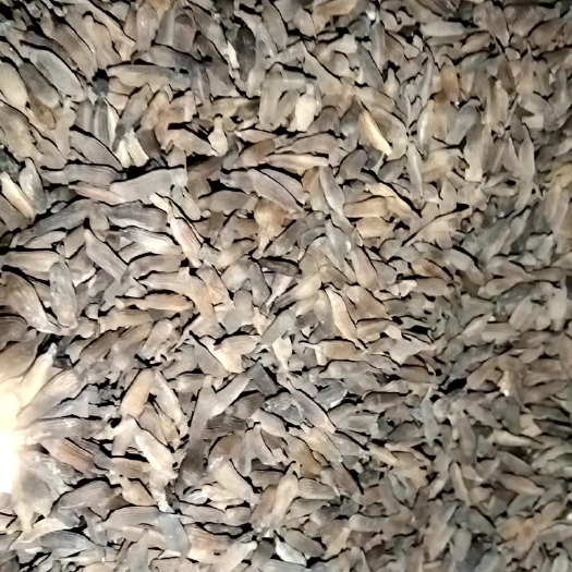 麻城市发芽率≥90