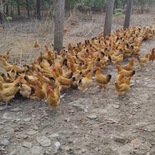 肥东县树林散养土鸡，自配料喂的玉米豆粕麸皮，6～9个月的老母鸡都有