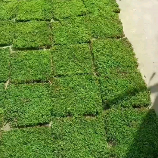 太湖县精品大灰藓！随行大灰！大批量批发！品质保证！