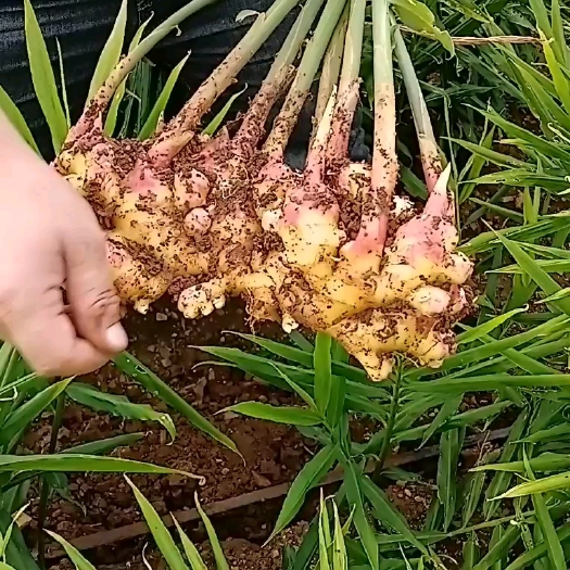 蒙自市云南小黄姜