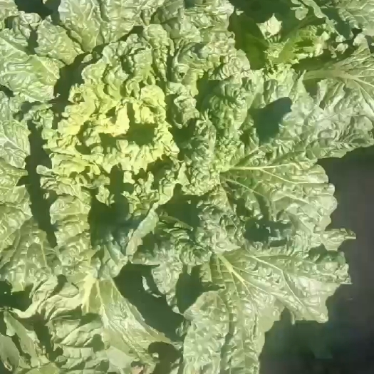 唐山秋绿60白菜