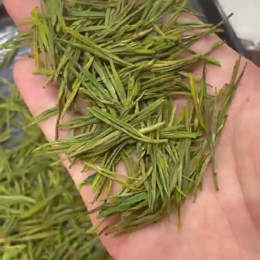 舒城县安吉白茶