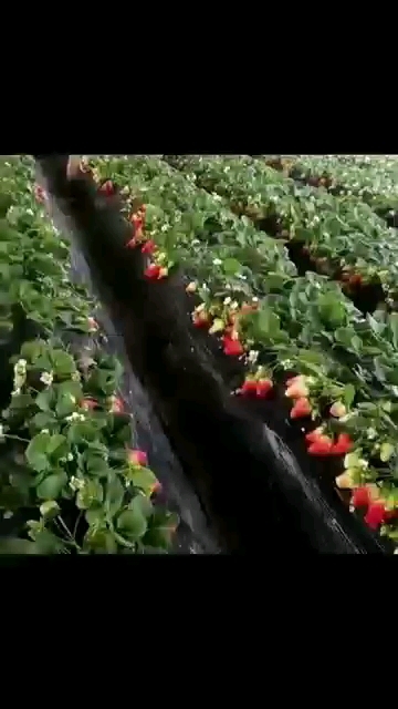 中牟县宁玉草莓