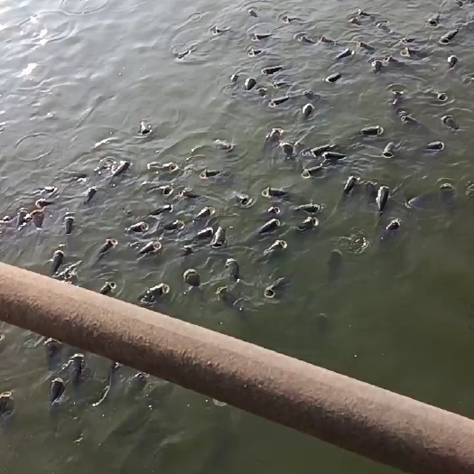 开封草鱼河水鲤鱼
