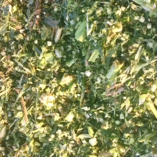 横州市新鲜青贮，出货只限广西，广东，云南，贵州，海南其它省域勿扰