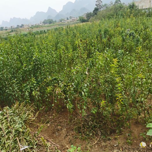 镇宁县贵州镇宁六马原产地蜂糖李苗