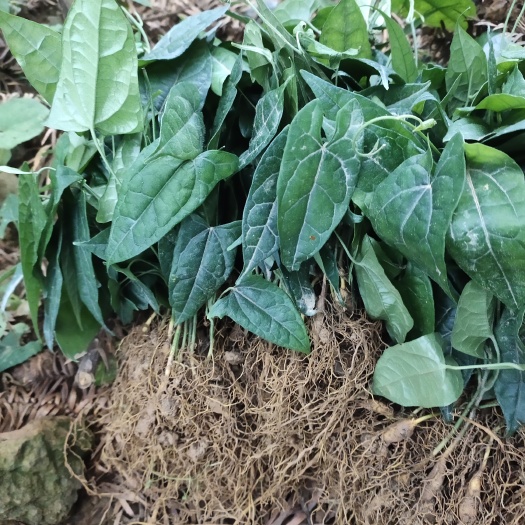 筠连县中药材金果榄地苦胆籽育苗有需要的联系我全国发货。