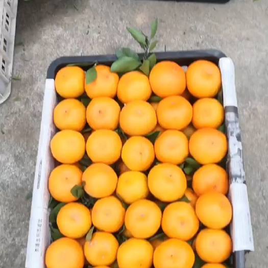 澧县蜜桔