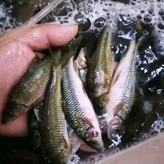 淡水石斑