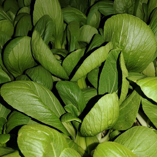 张家港市精品青菜上海青