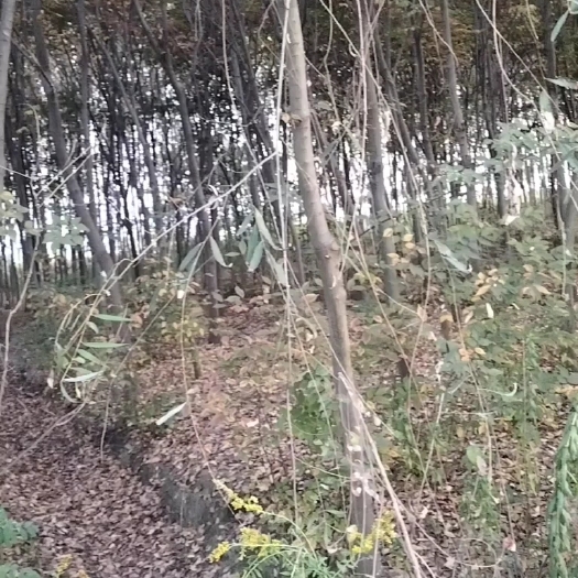 淮南红榉树，白蜡树