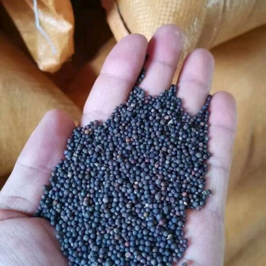 仙桃市湖北本地 优质油菜籽 颗粒饱满 全国供应 量大价优