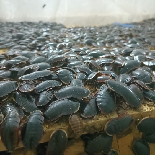 贵港金边土鳖虫