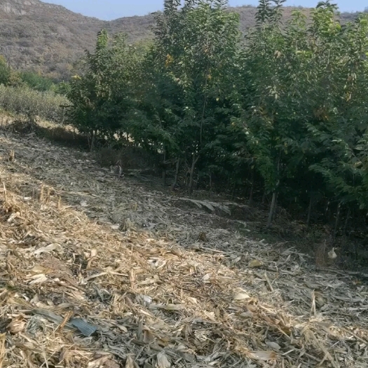 晋中玛瑙红樱桃树苗
