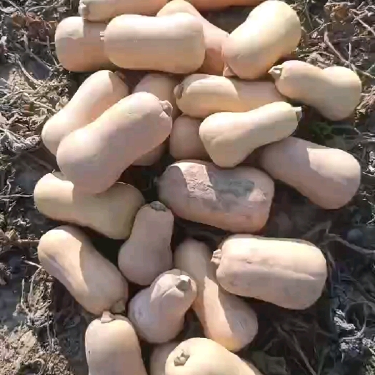 基地直供，奶油南瓜表皮光滑靓丽个头均匀口感糯香甜，适合做金汤
