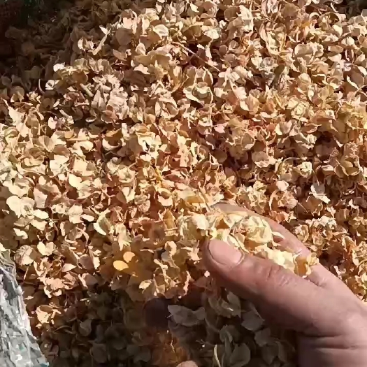 昆玉市四翅滨藜种子