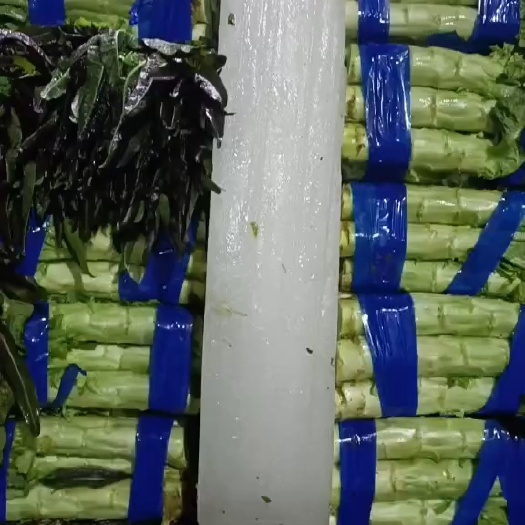 大理市精品红尖叶莴笋，产地代办，量大从优！保质保量