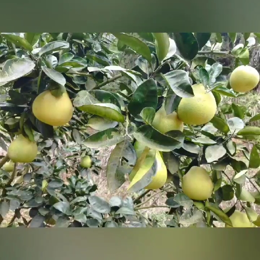 正宗湖南安江雪峰柚冰糖柚子