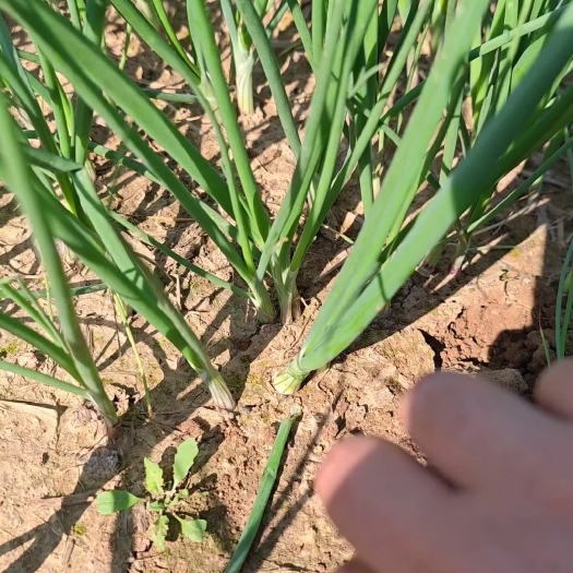 西华县洋葱苗，河西二红半高桩洋葱苗子，现挖现发，无土无杂质，无病害
