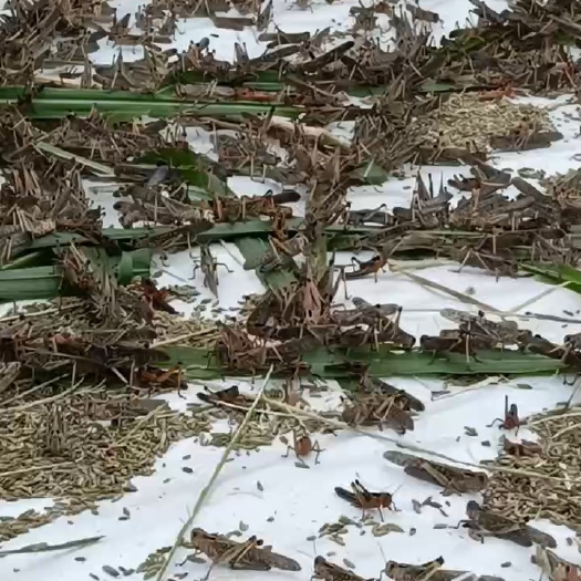 来宾东亚飞蝗