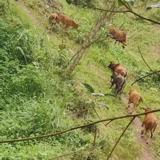 清远自家高山放养土黄牛