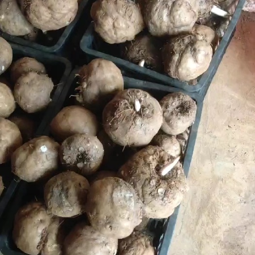 长沙豆腐魔芋打货，需要的联系