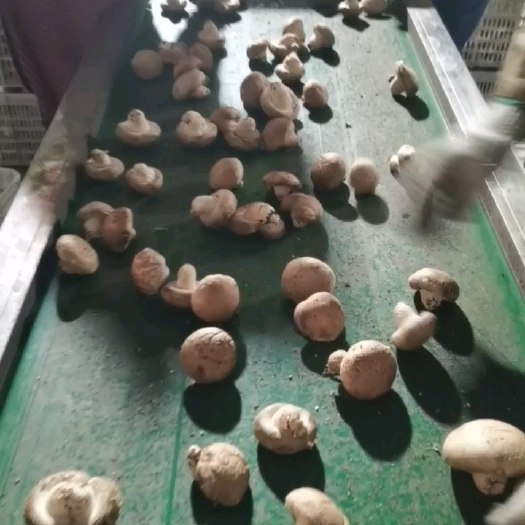香菇