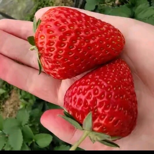 草莓
