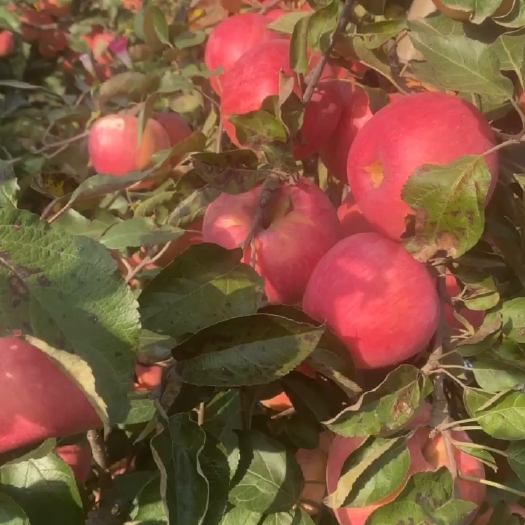 绥中县8万斤寒富，果型好，条红，个头均匀，有表光