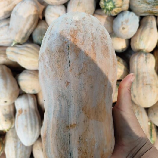 南阳大小金香南瓜