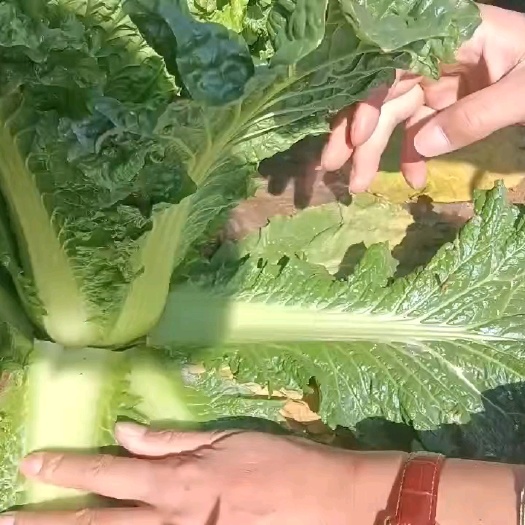 威宁县清麻叶