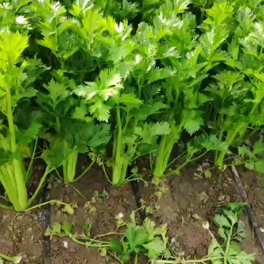 忻州芹菜