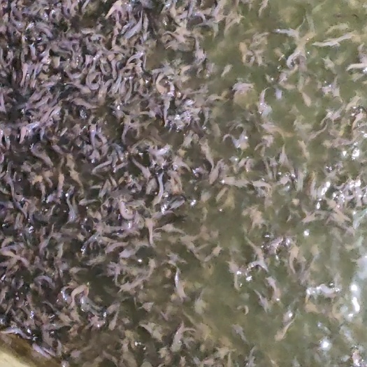 博罗县塘角鱼