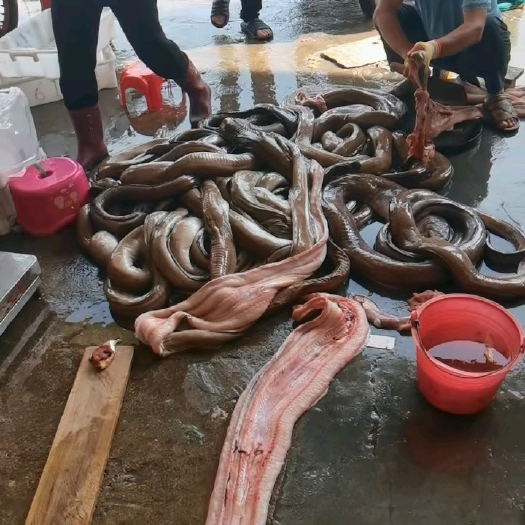三亚海钓-海鳗-油鳗鱼，批发价