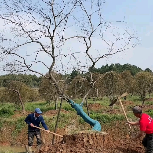 南京造型乌桕价格，造型乌桕产地，造型乌桕基地