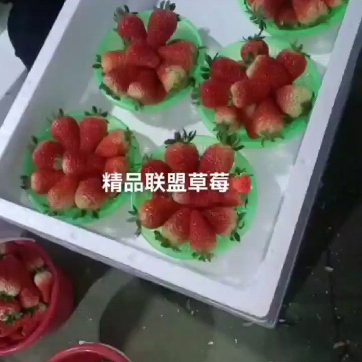 久香草莓  ，乡野，联盟，白草莓30克以上