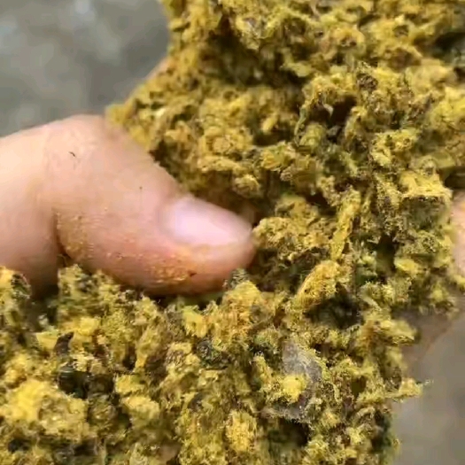 石家庄棉籽饼