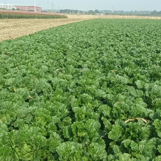 辽阳大量出售大白菜，质量不用担心嘎嘎好